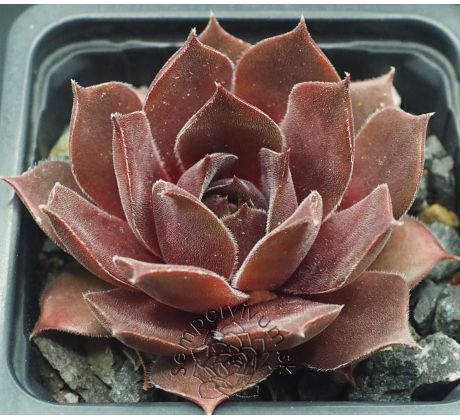 Sempervivum ROYAL OPERA