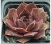 Sempervivum ROYAL OPERA