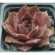 Sempervivum ROYAL OPERA