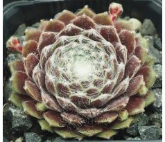 Sempervivum CHLORYS