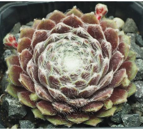Sempervivum CHLORYS