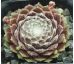 Sempervivum CHLORYS