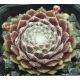 Sempervivum CHLORYS