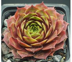 Sempervivum SANCY