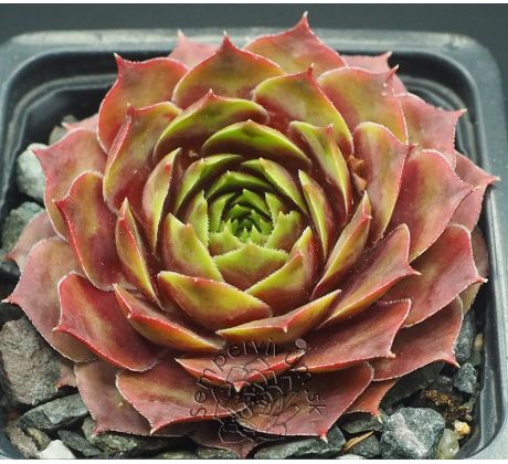 Sempervivum SANCY