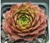 Sempervivum SANCY