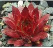 Sempervivum SALAMO