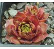 Sempervivum SAMOA