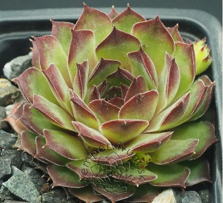 Sempervivum SALINA