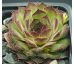 Sempervivum SALINA