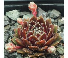 Sempervivum SQUAW