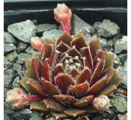 Sempervivum SQUAW