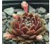Sempervivum SQUAW