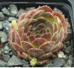Sempervivum ST. HELENS