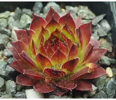 Sempervivum SPARKLER