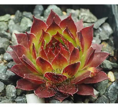 Sempervivum SPARKLER