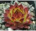 Sempervivum SPARKLER
