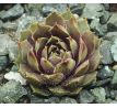 Sempervivum STATUS QUO