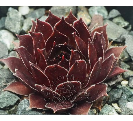 Sempervivum STRIDER