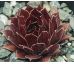 Sempervivum STRIDER