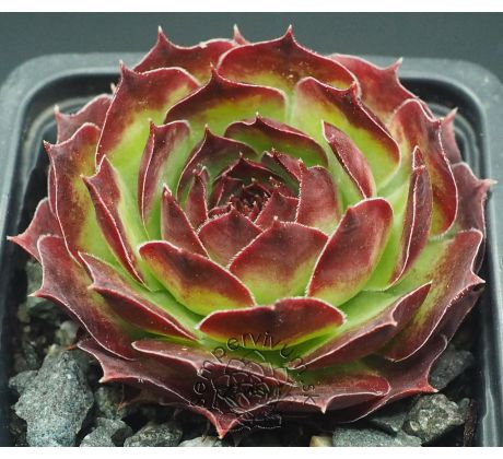 Sempervivum STAFFA