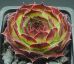 Sempervivum STAFFA