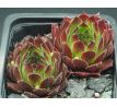 Sempervivum SULEIKA