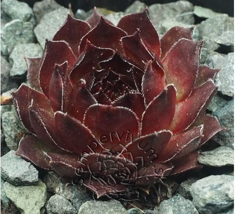 Sempervivum SULTAN