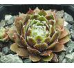 Sempervivum SULTAN - 15