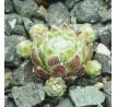 Sempervivum STRUBBELKOPF