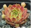 Sempervivum SUNKIST