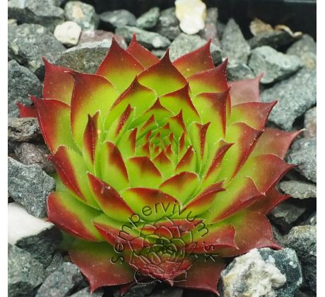 Sempervivum SUNSET