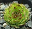 Sempervivum SPERANZA