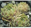 Sempervivum BELLADONNA