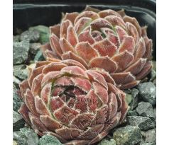Sempervivum AGNES