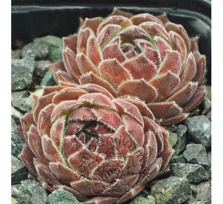 Sempervivum AGNES
