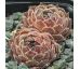 Sempervivum AGNES