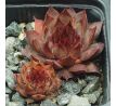 Sempervivum BLOOD TIP
