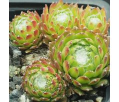 Sempervivum ALMAROS