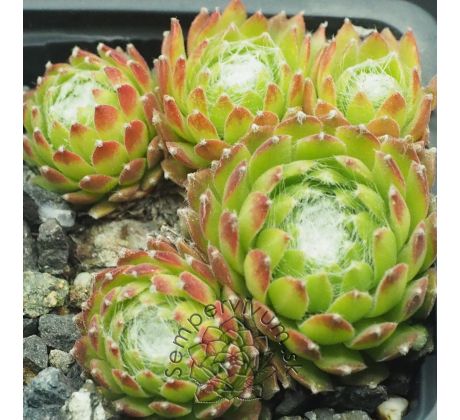 Sempervivum ALMAROS