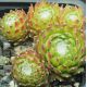 Sempervivum ALMAROS