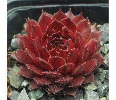 Sempervivum AGLOW
