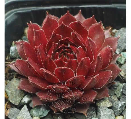 Sempervivum AGLOW