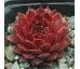 Sempervivum AGLOW