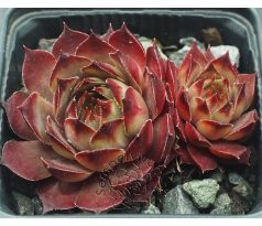 Sempervivum BLAUER RITTER