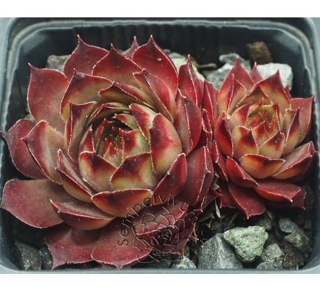 Sempervivum BLAUER RITTER