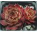 Sempervivum BLAUER RITTER