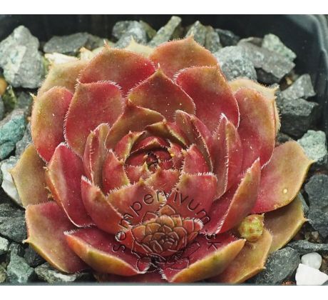 Sempervivum ZIRKON