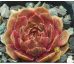 Sempervivum ZIRKON