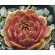 Sempervivum ZIRKON